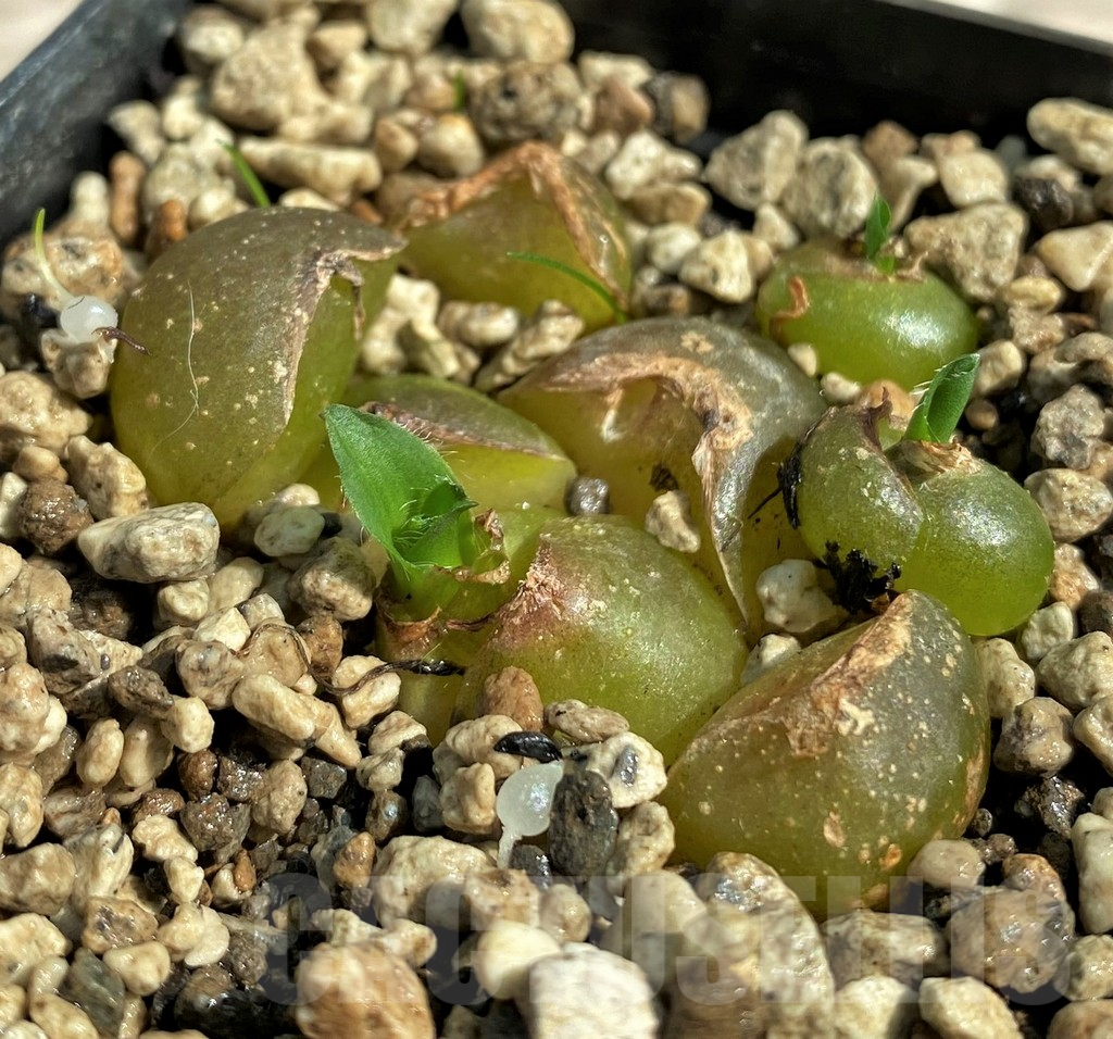 SHPR29727 Drimia haworthioides