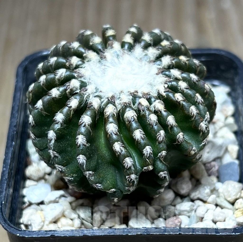 SHPR27682 Discocactus horstii