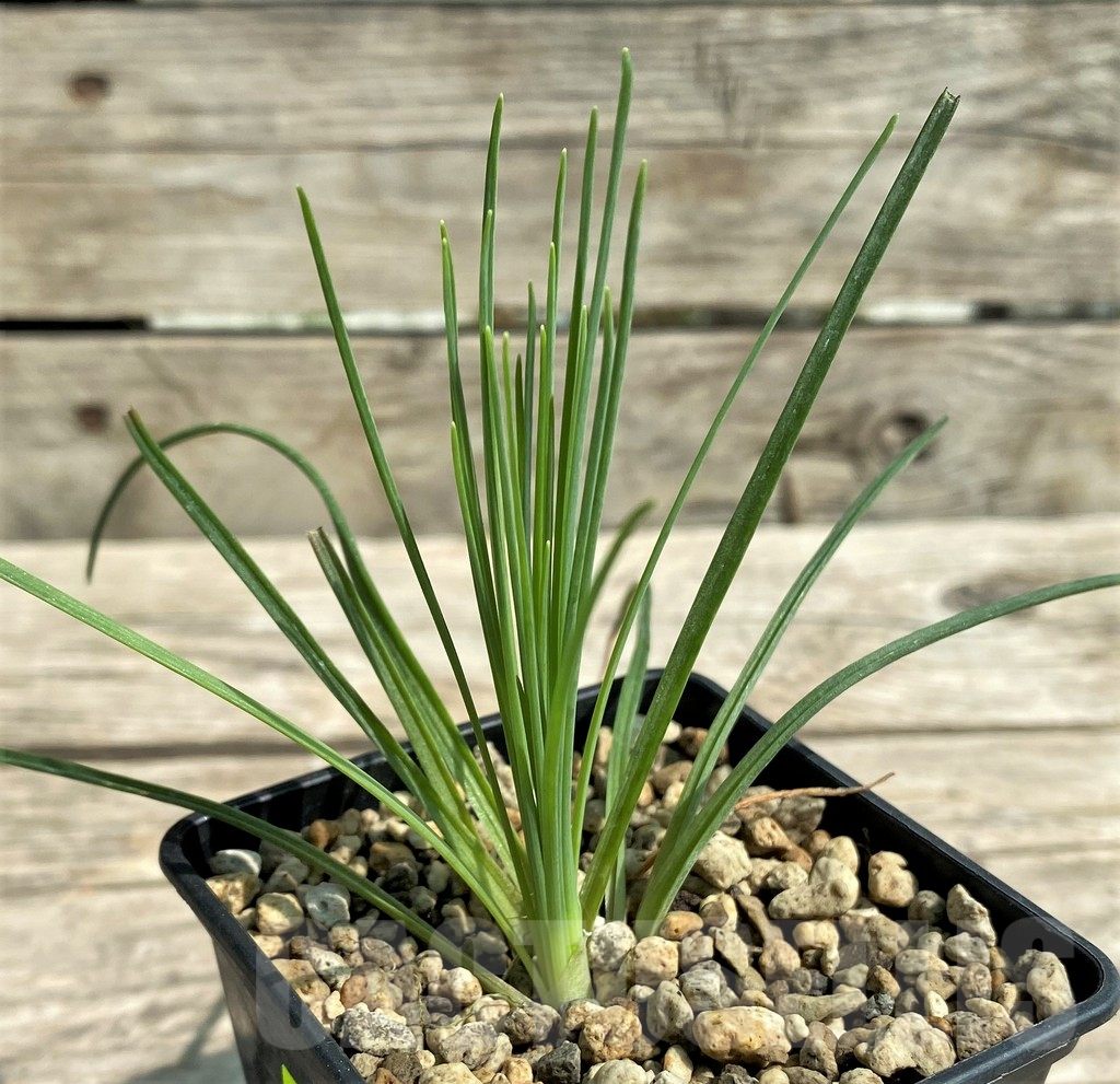 SHPR29728 Albuca spiralis ex. Japan