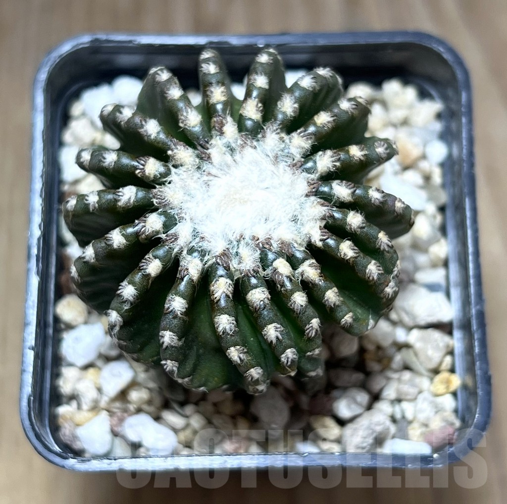 SHPR27682 Discocactus horstii - Image 2