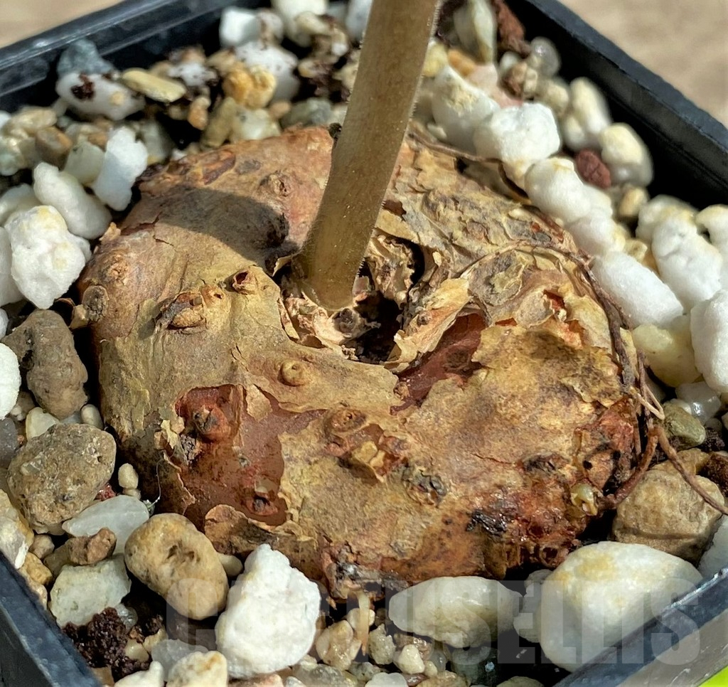 SHPR29729 Dorstenia benguellensis D3/6321 - Image 2