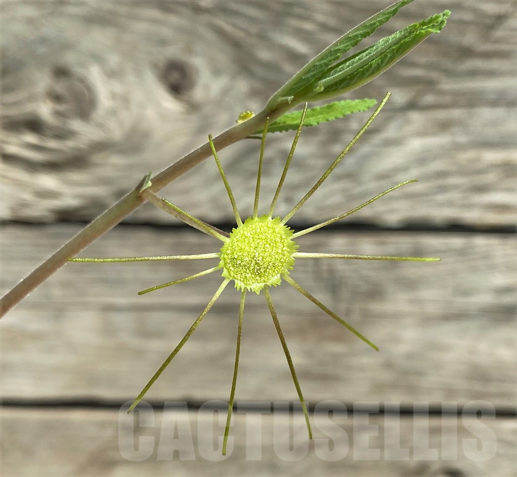 SHPR29729 Dorstenia benguellensis D3/6321