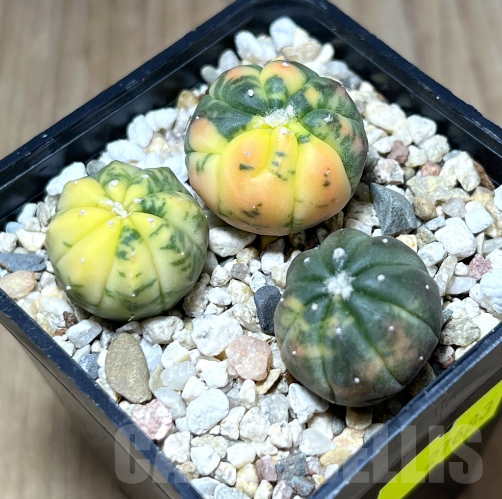 SHPR27683 Astrophytum asterias ‘Kikko Purple Skin Red’, 3 plants