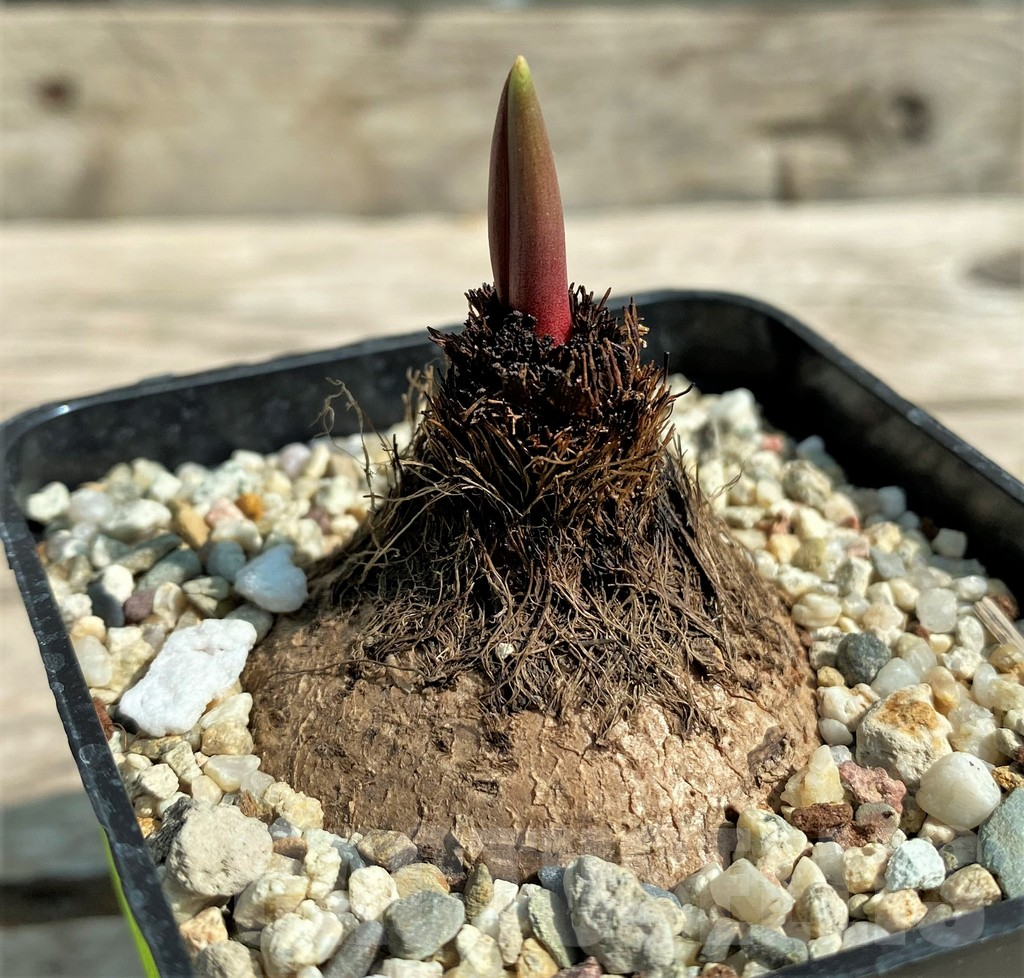 SHPR29730 Eriospermum aff. mackenii ES22864