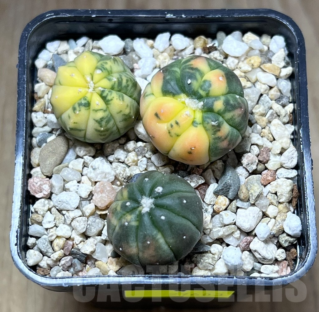 SHPR27683 Astrophytum asterias ‘Kikko Purple Skin Red’, 3 plants – Image 2