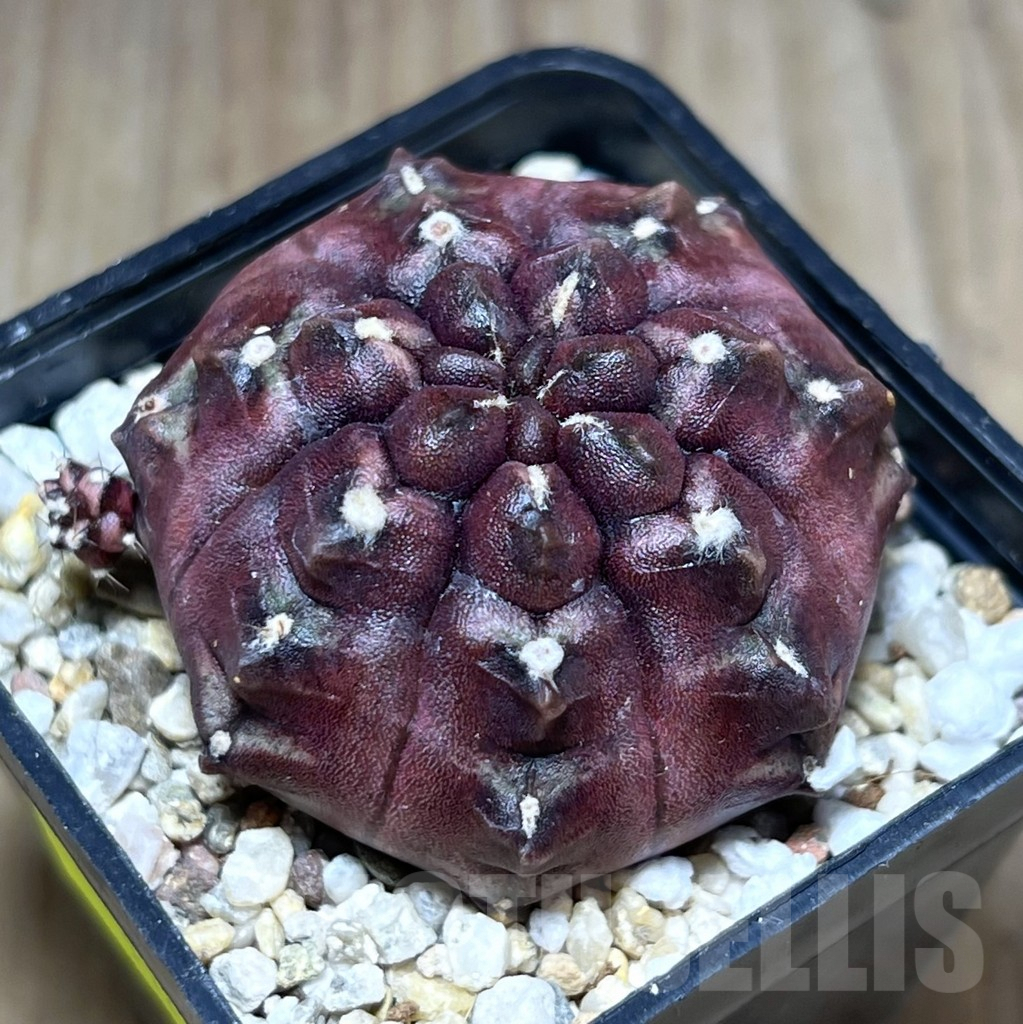 SHPR27684 Gymnocalycium mihanovichii 'Day Dream'