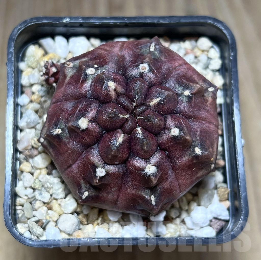 SHPR27684 Gymnocalycium mihanovichii 'Day Dream' – Image 2