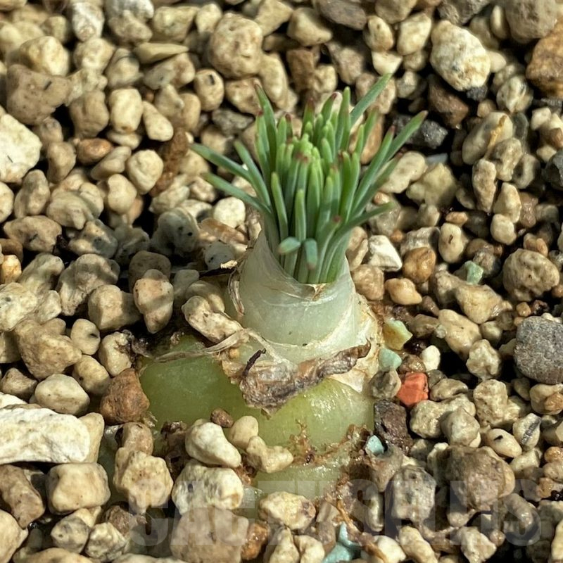 SHPR29731 Ornithogalum circinatum ES15530