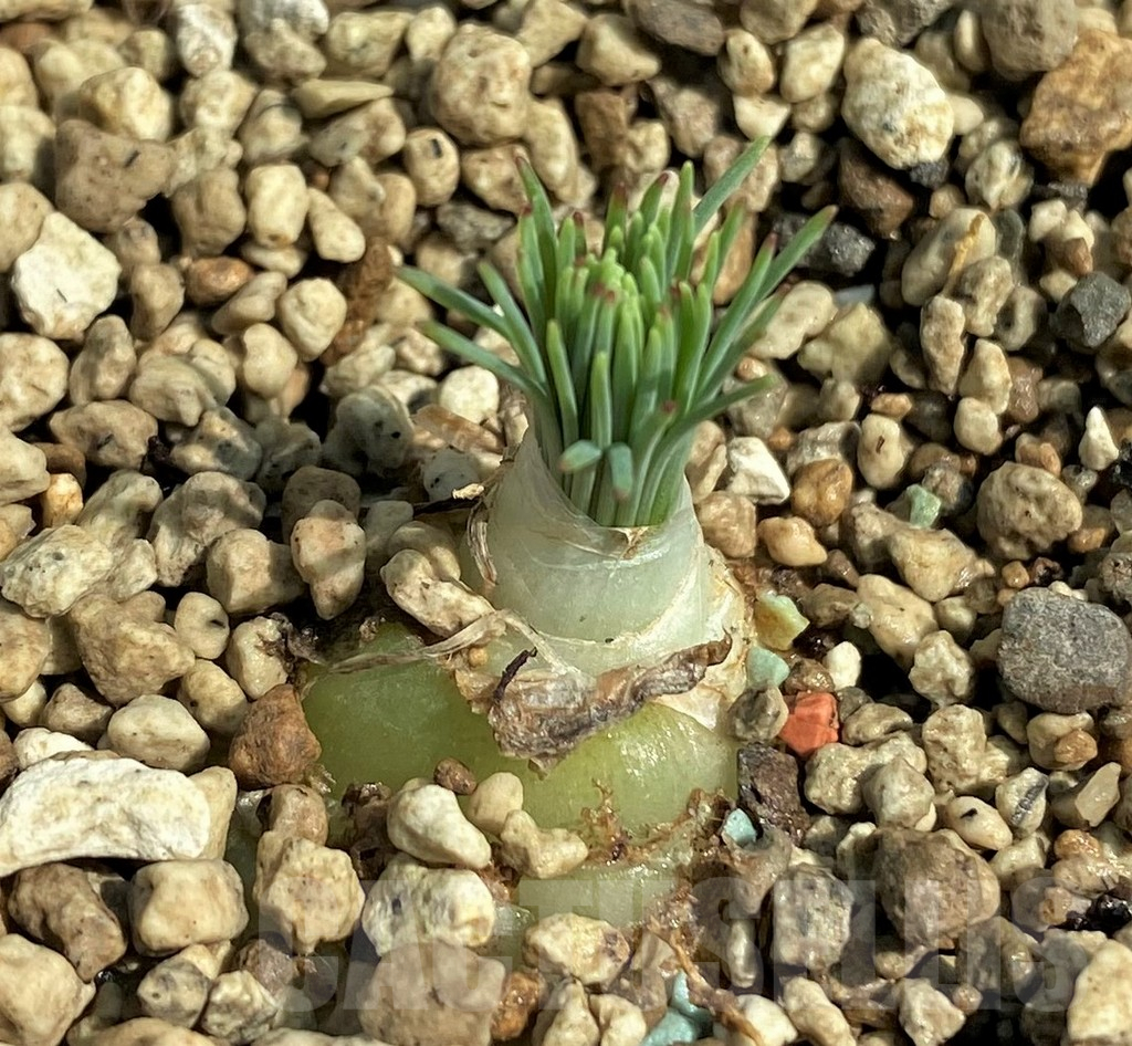 SHPR29731 Ornithogalum circinatum ES15530