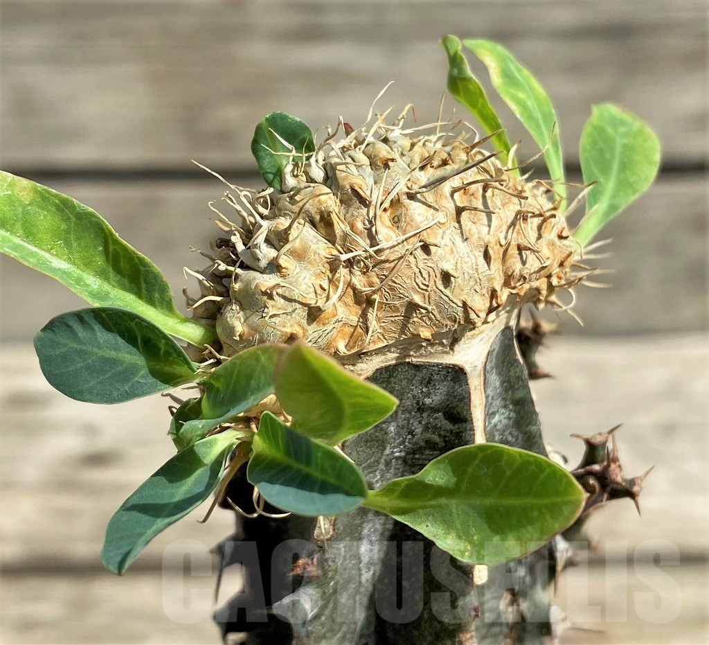 SHPR29732 Euphorbia guillauminiana f. cristata, grafted