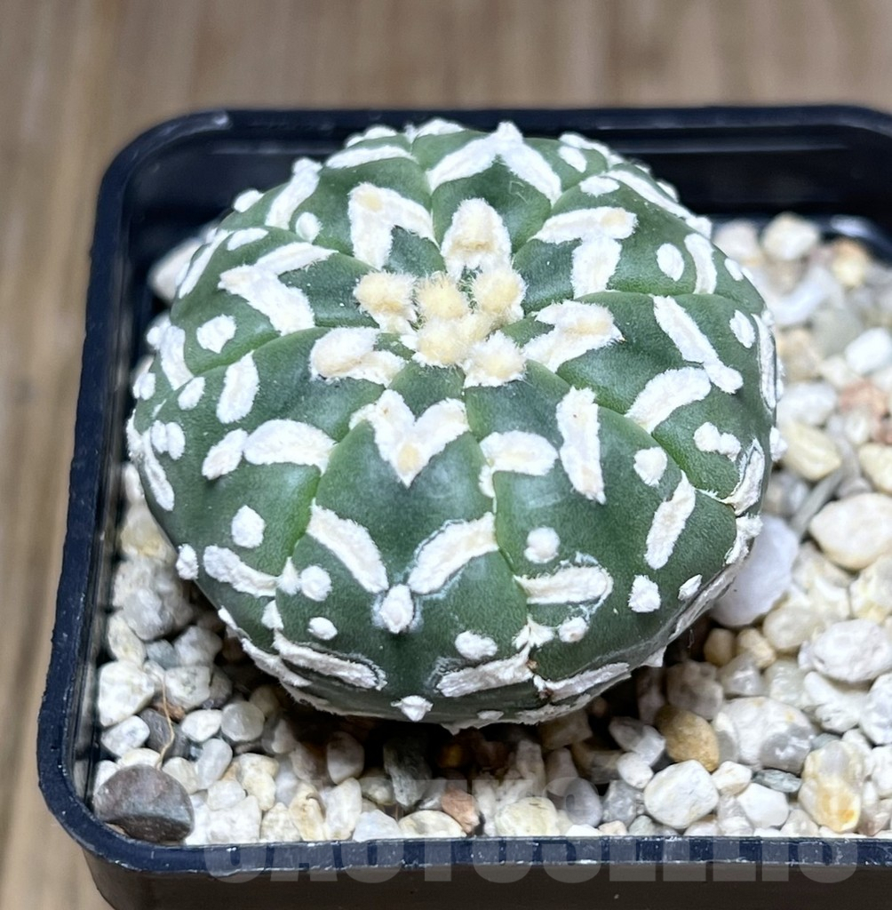 SHPR27685 Astrophytum asterias ‘Super Kabuto’ V-Type – Image 2