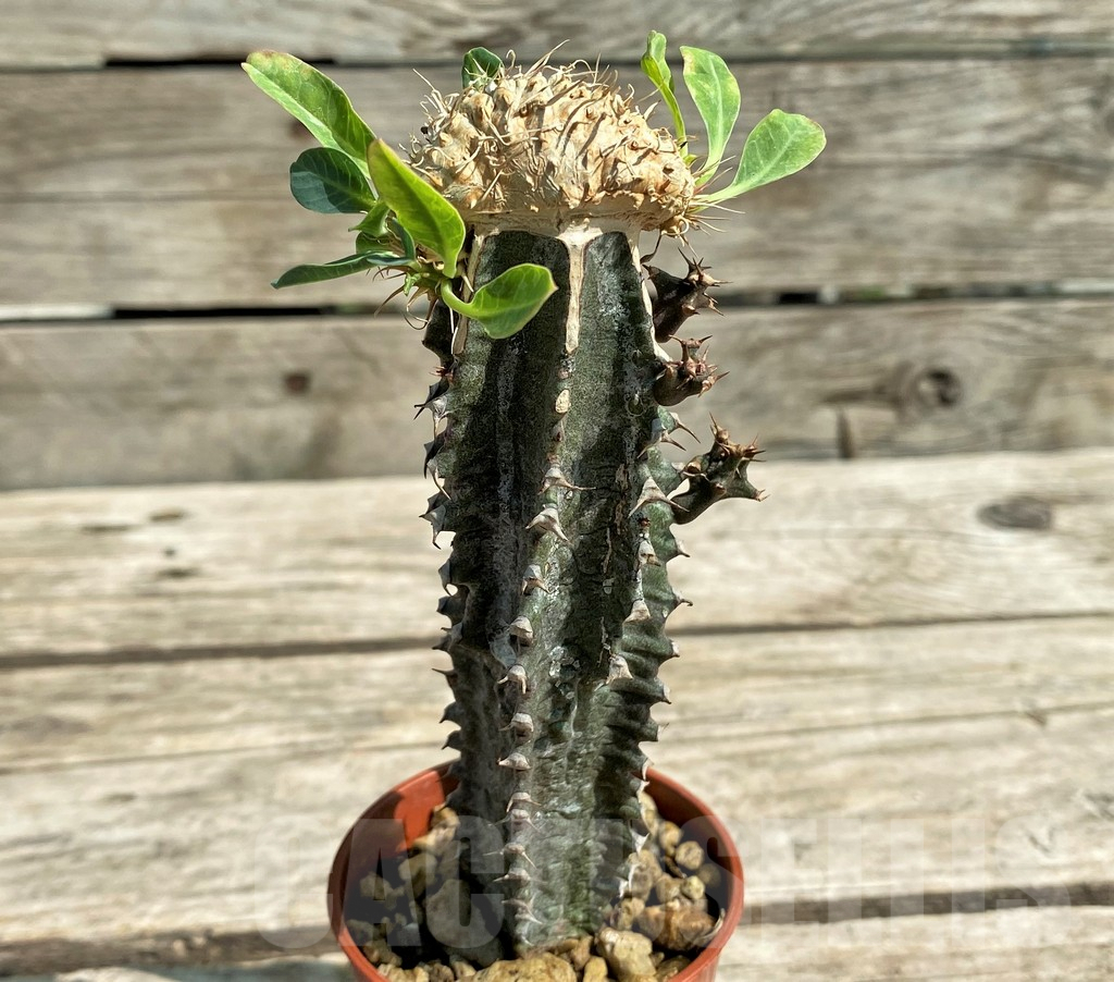 SHPR29732 Euphorbia guillauminiana f. cristata, grafted - Obrázek 2