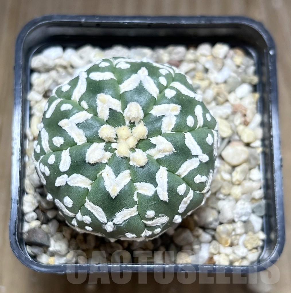 SHPR27685 Astrophytum asterias ‘Super Kabuto’ V-Type