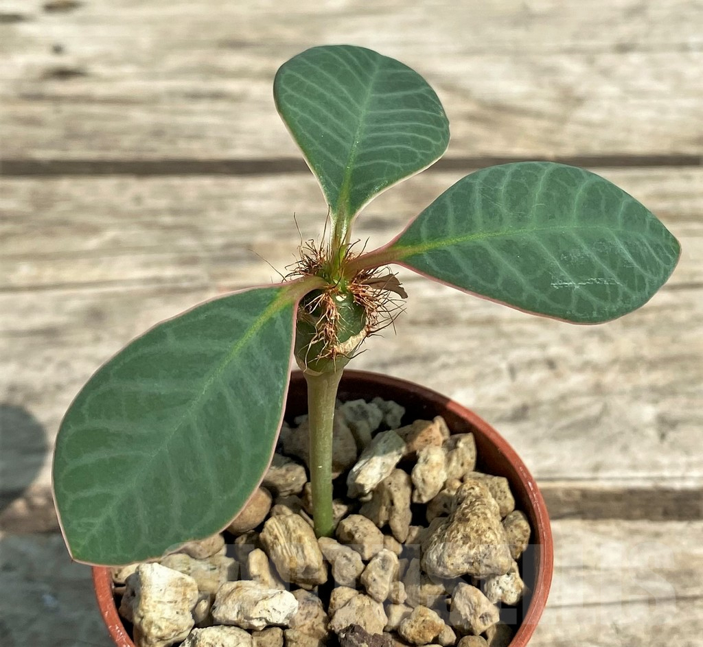 SHPR29733 Euphorbia neohumbertii - Obrázek 2