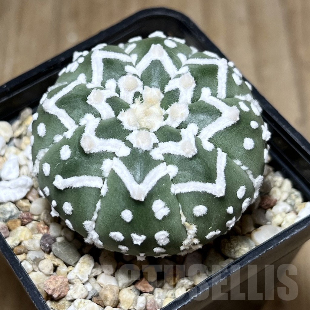 SHPR27686 Astrophytum asterias ‘Super Kabuto’ V-Type