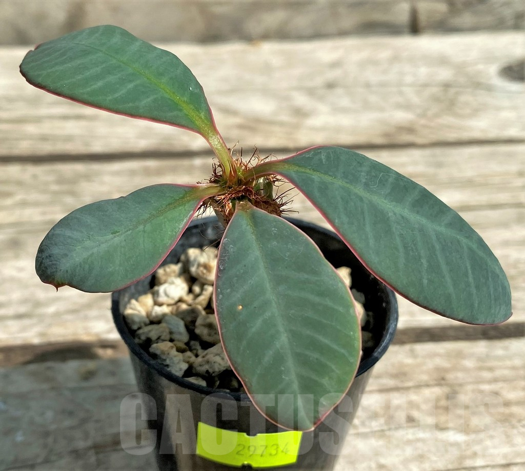 SHPR29734 Euphorbia neohumbertii - Image 2