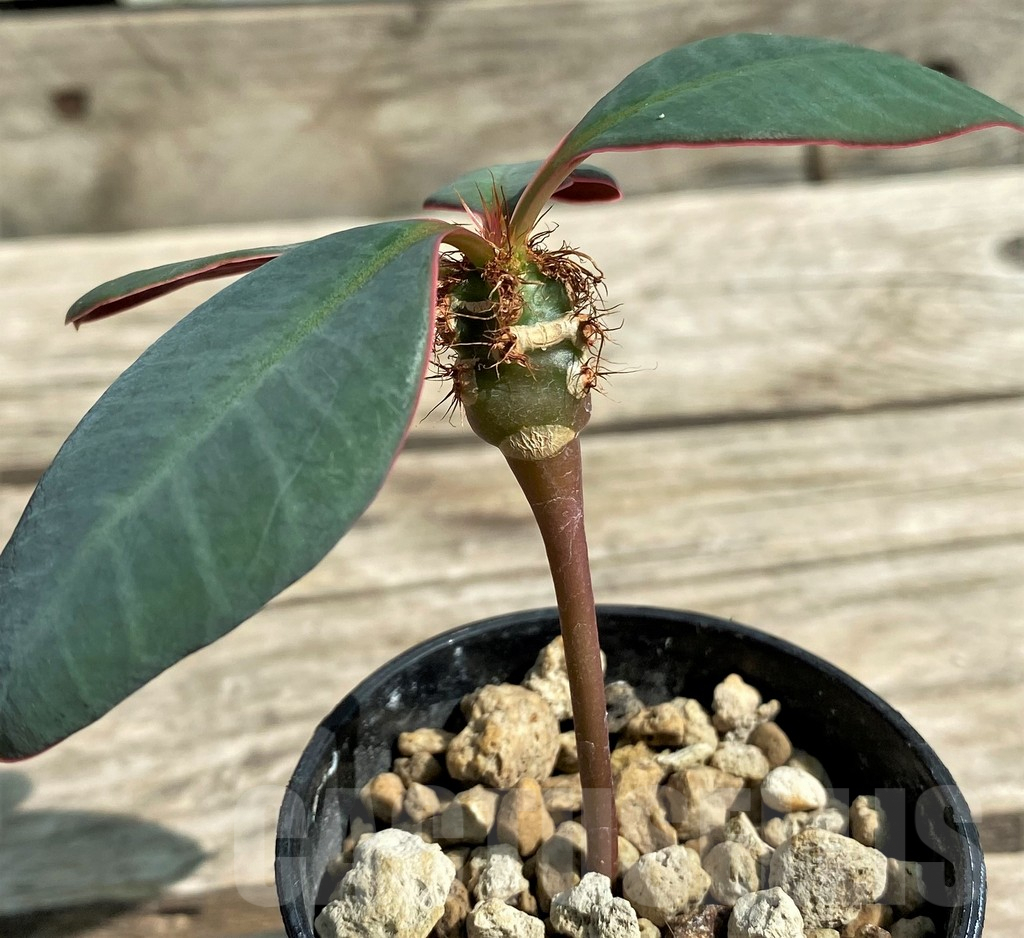 SHPR29734 Euphorbia neohumbertii
