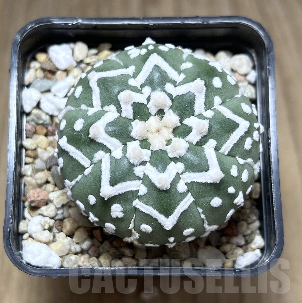 SHPR27686 Astrophytum asterias ‘Super Kabuto’ V-Type - Image 2