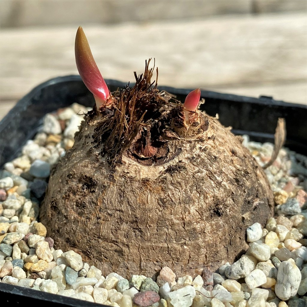 SHPR29736 Eriospermum aff. mackenii ES22864