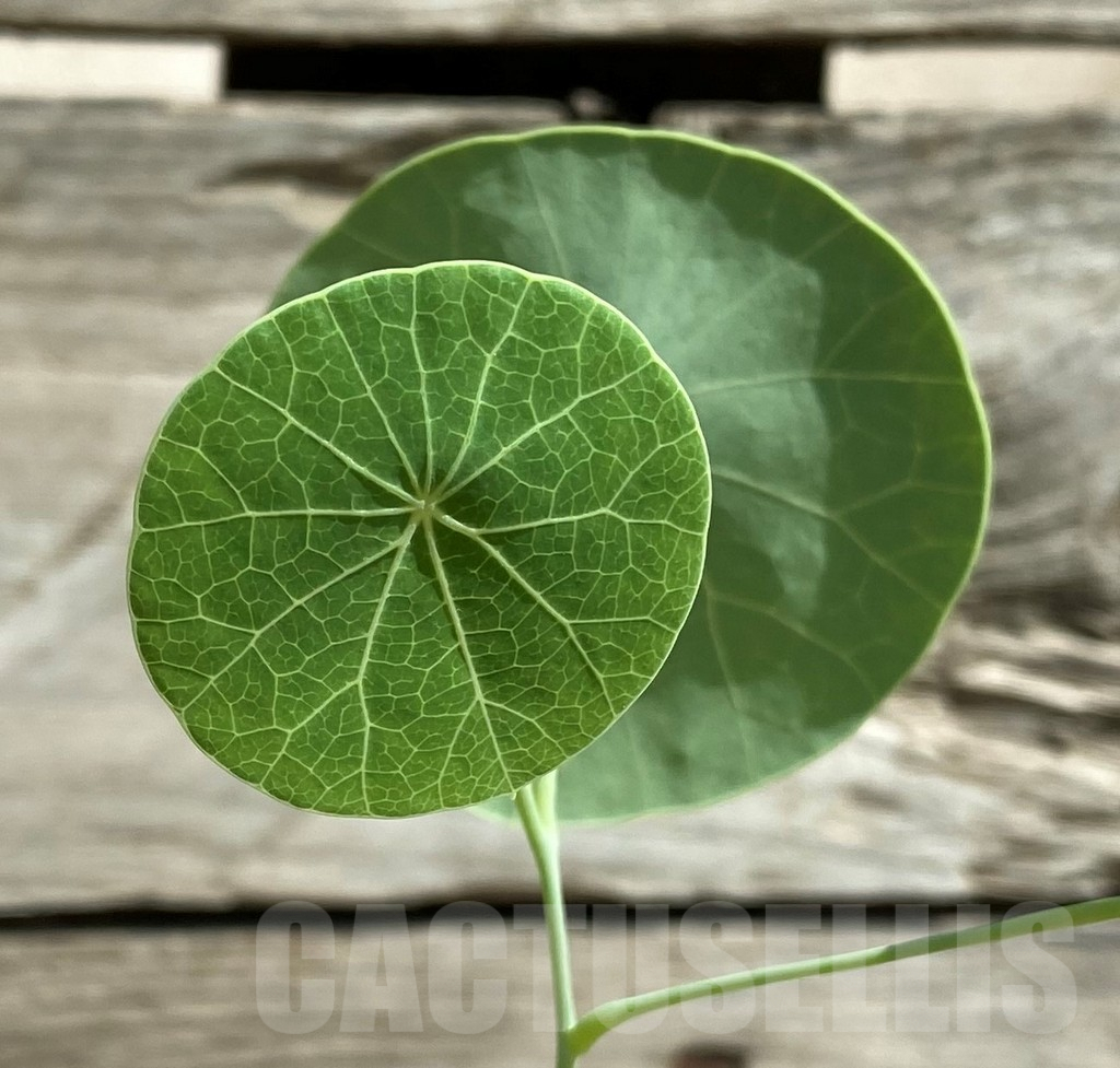 SHPR29737 Stephania erecta