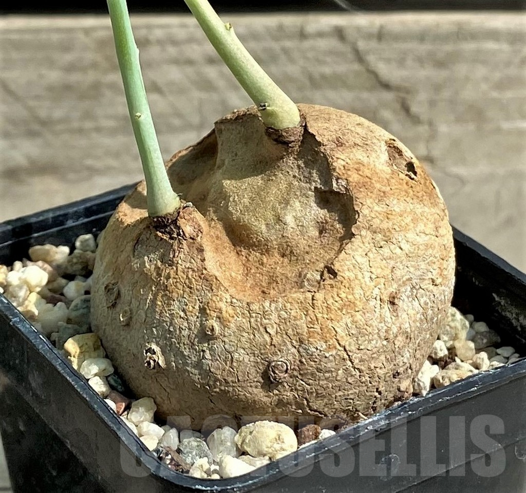 SHPR29737 Stephania erecta - Image 2