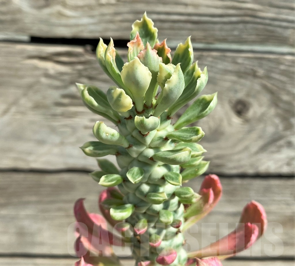 SHPR29738 Monadenium stapelioides f. variegata