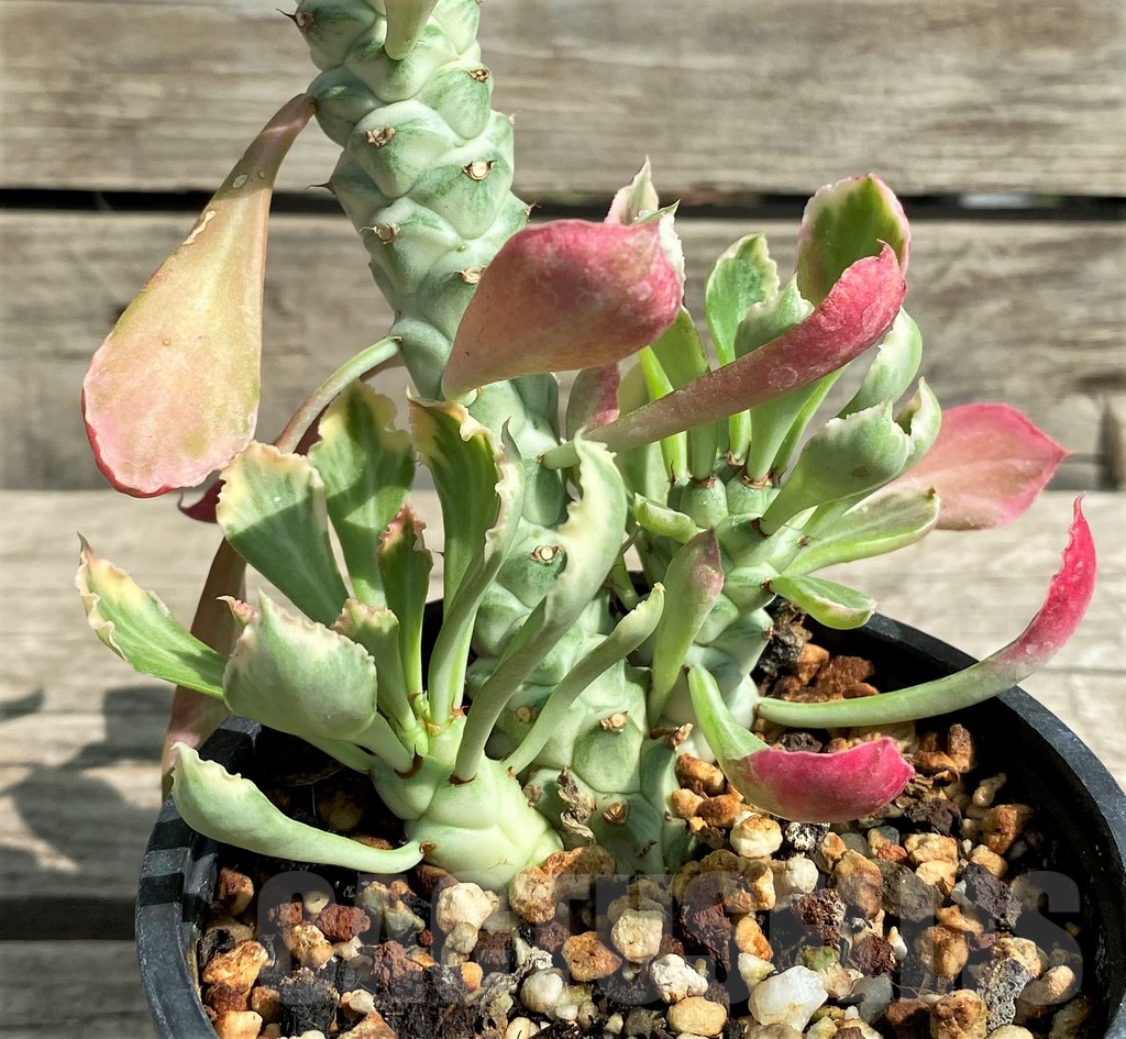 SHPR29738 Monadenium stapelioides f. variegata - Image 2