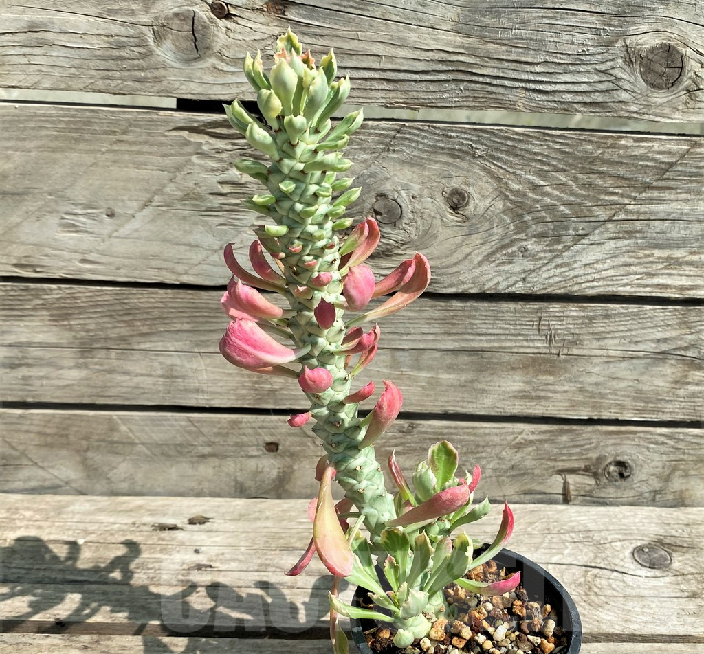 SHPR29738 Monadenium stapelioides f. variegata - Image 3