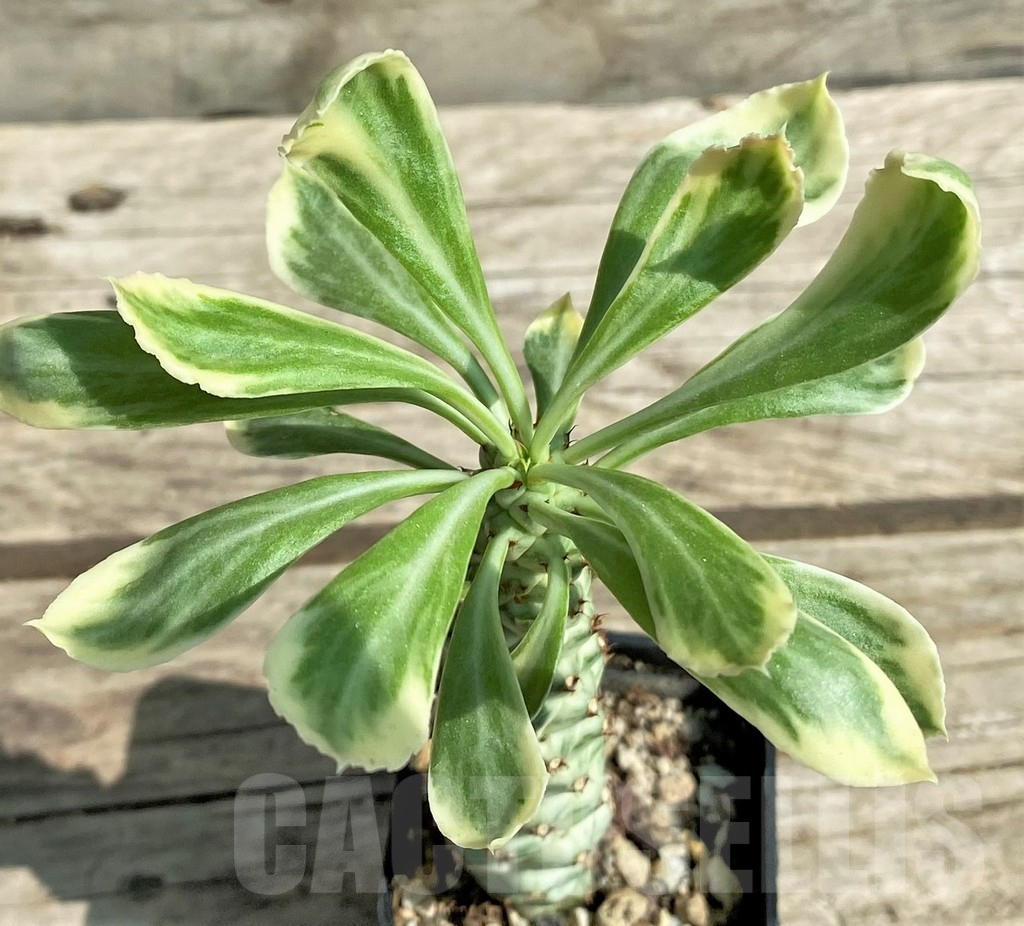 SHPR29740 Monadenium stapelioides f. variegata