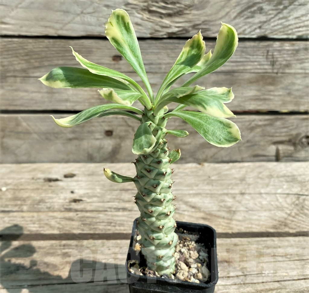 SHPR29740 Monadenium stapelioides f. variegata - Image 2