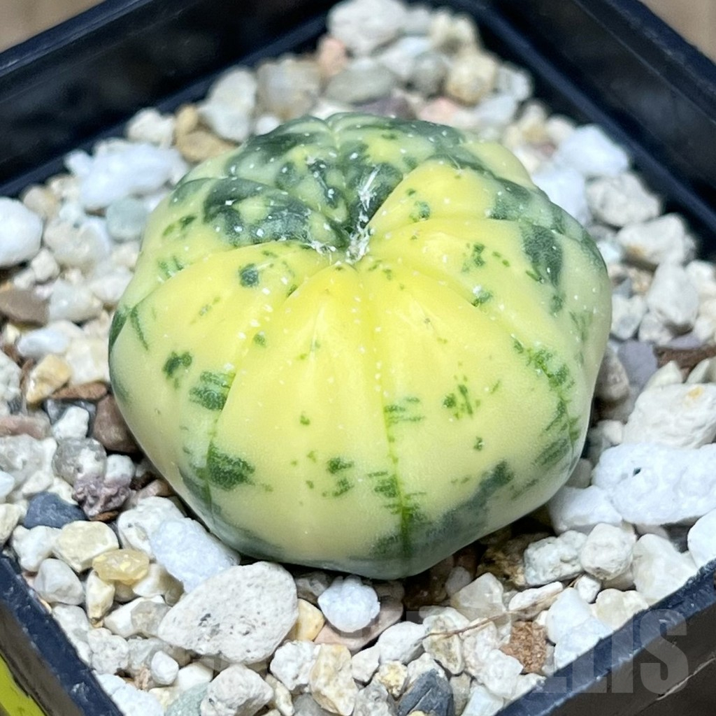 SHPR27691 Astrophytum asterias f. variegata