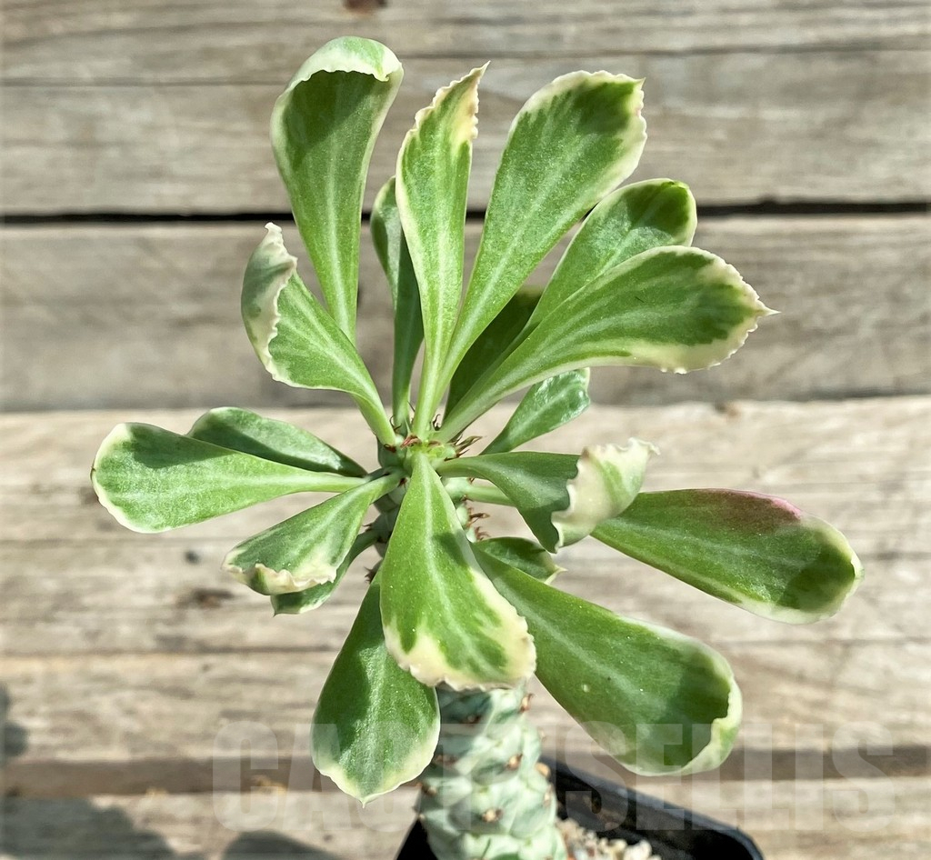 SHPR29741 Monadenium stapelioides f. variegata