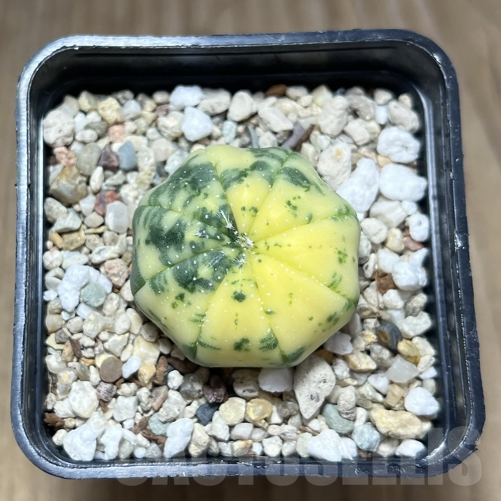 SHPR27691 Astrophytum asterias f. variegata - Image 2