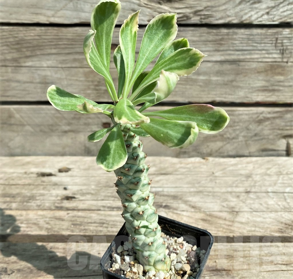SHPR29741 Monadenium stapelioides f. variegata - Image 2