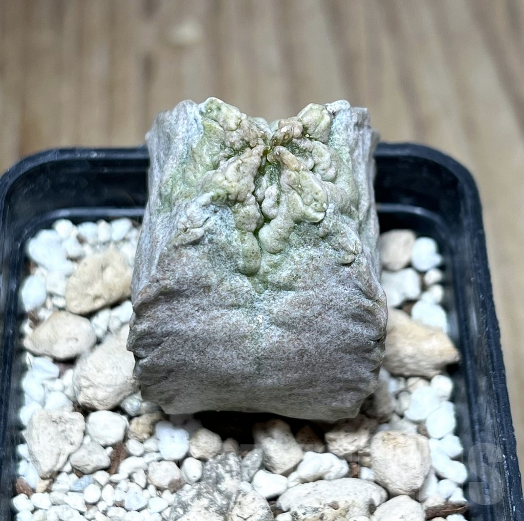 SHPR27755 Whitesloanea crassa