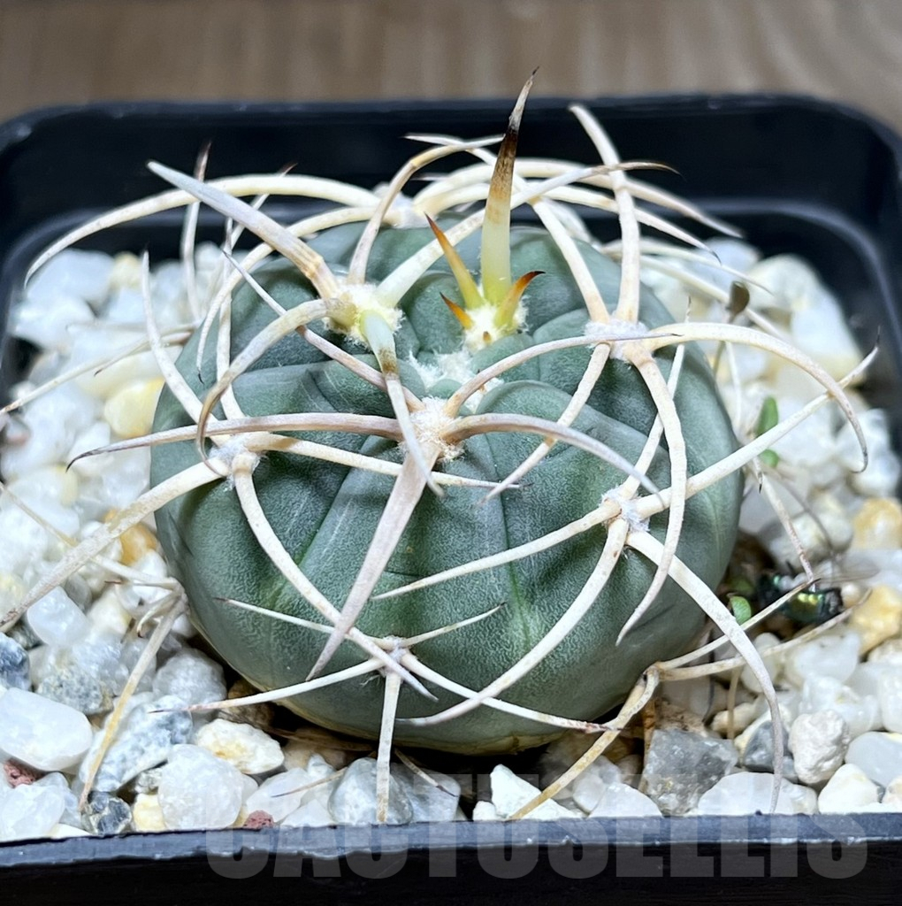 SHPR27761 Gymnocalycium cardenasianum