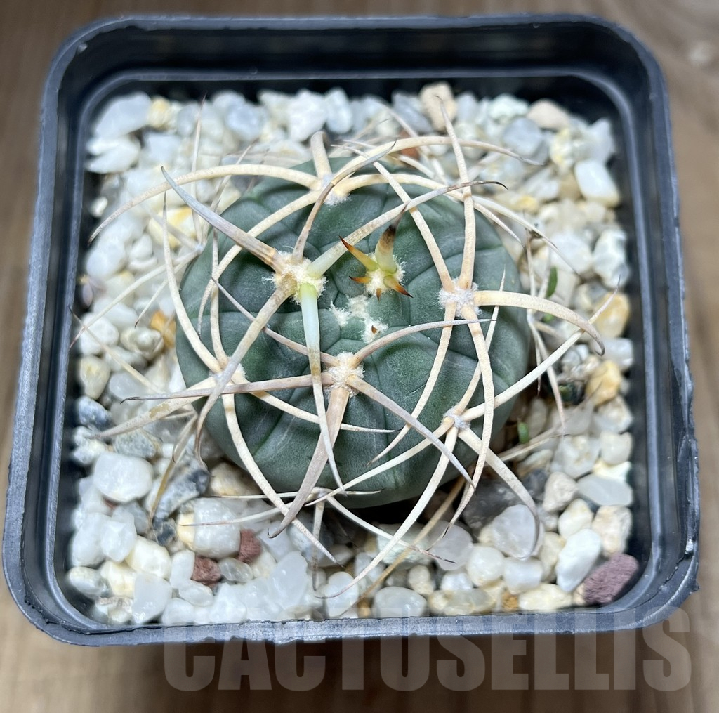 SHPR27761 Gymnocalycium cardenasianum - immagine 2