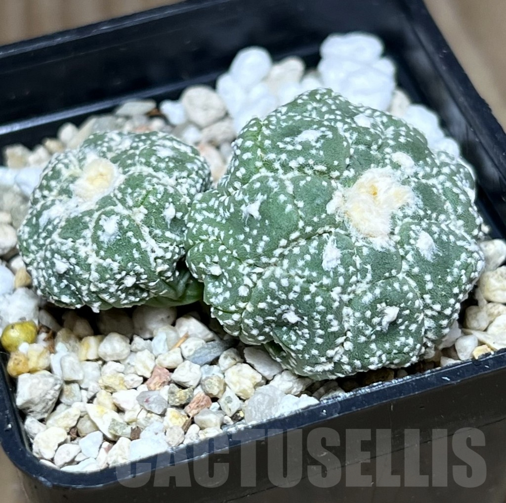 SHPR27774 Astrophytum asterias ‘Kikko Lizard Skin’ - Image 2