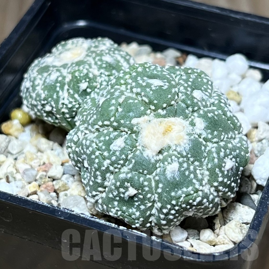 SHPR27774 Astrophytum asterias ‘Kikko Lizard Skin’