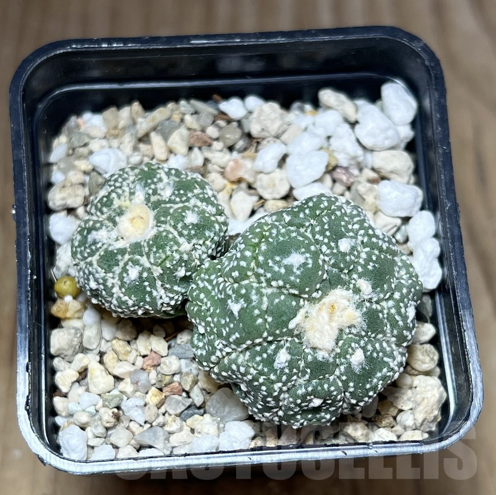 SHPR27774 Astrophytum asterias ‘Kikko Lizard Skin’ - Image 3