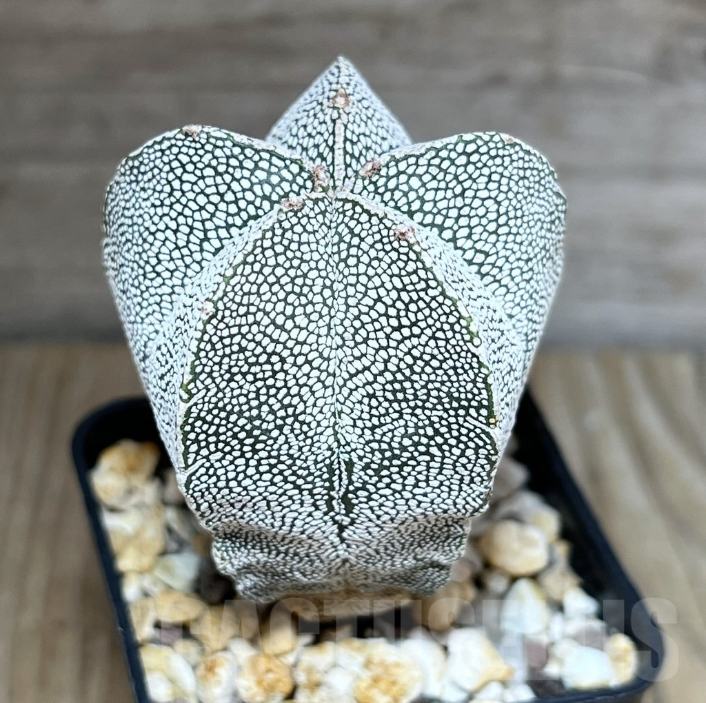 SHPR27777 Astrophytum myriostigma ‘Onzuka’