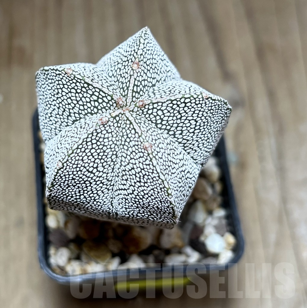 SHPR27777 Astrophytum myriostigma ‘Onzuka’ - Image 2