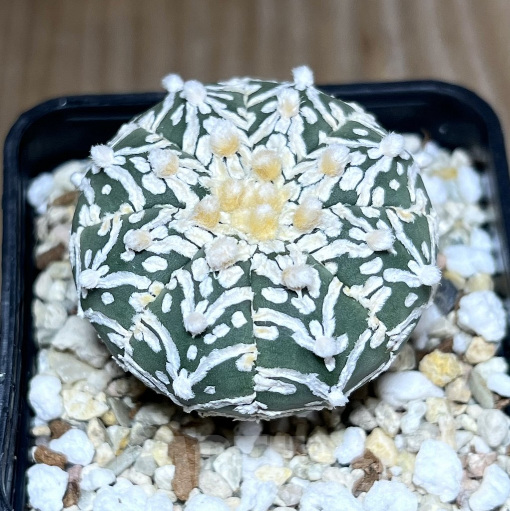 SHPR27778 Astrophytum asterias ‘Super Kabuto’ V-Type