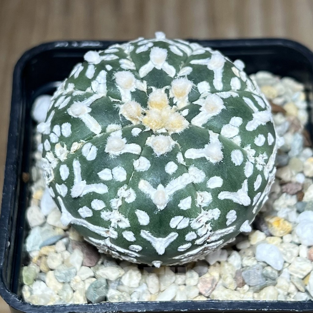 SHPR27782 Astrophytum asterias ‘Super Kabuto’ V-Type