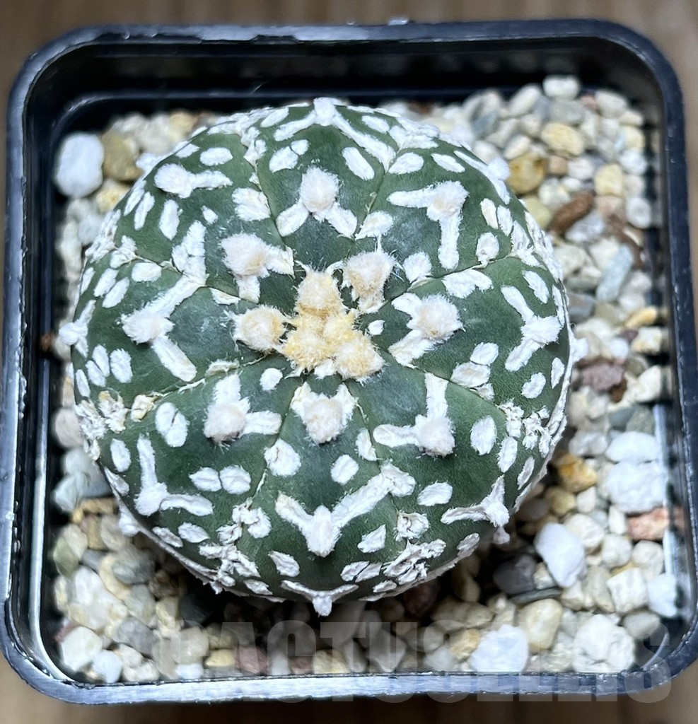 SHPR27782 Astrophytum asterias ‘Super Kabuto’ V-Type – Image 2