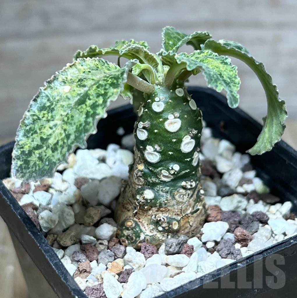 SHPR27789 Dorstenia horwoodii hybrid f. variegata