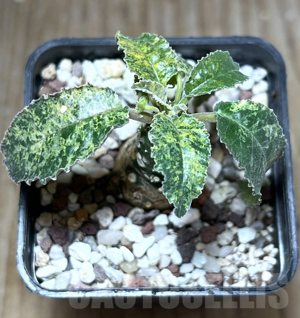 SHPR27789 Dorstenia horwoodii hybrid f. variegata - Image 2