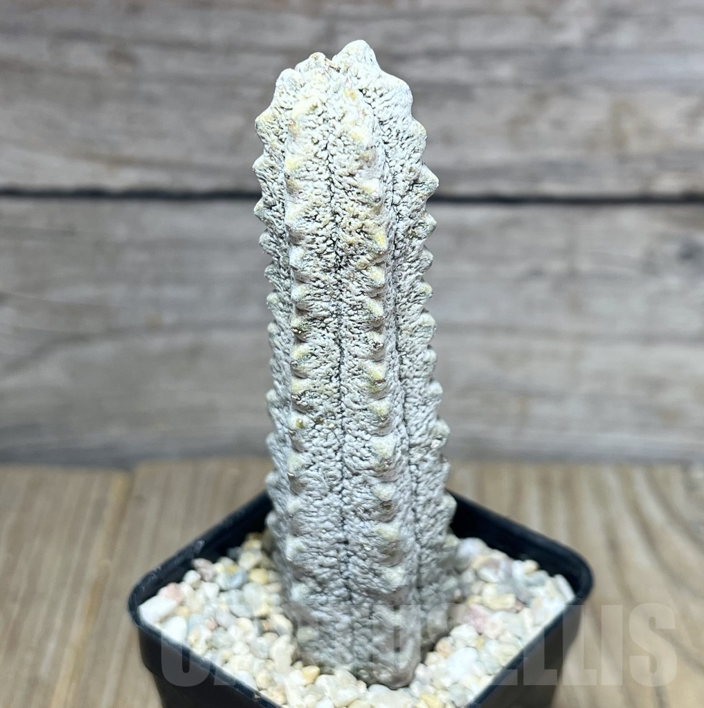 SHPR27793 Euphorbia abdelkuri