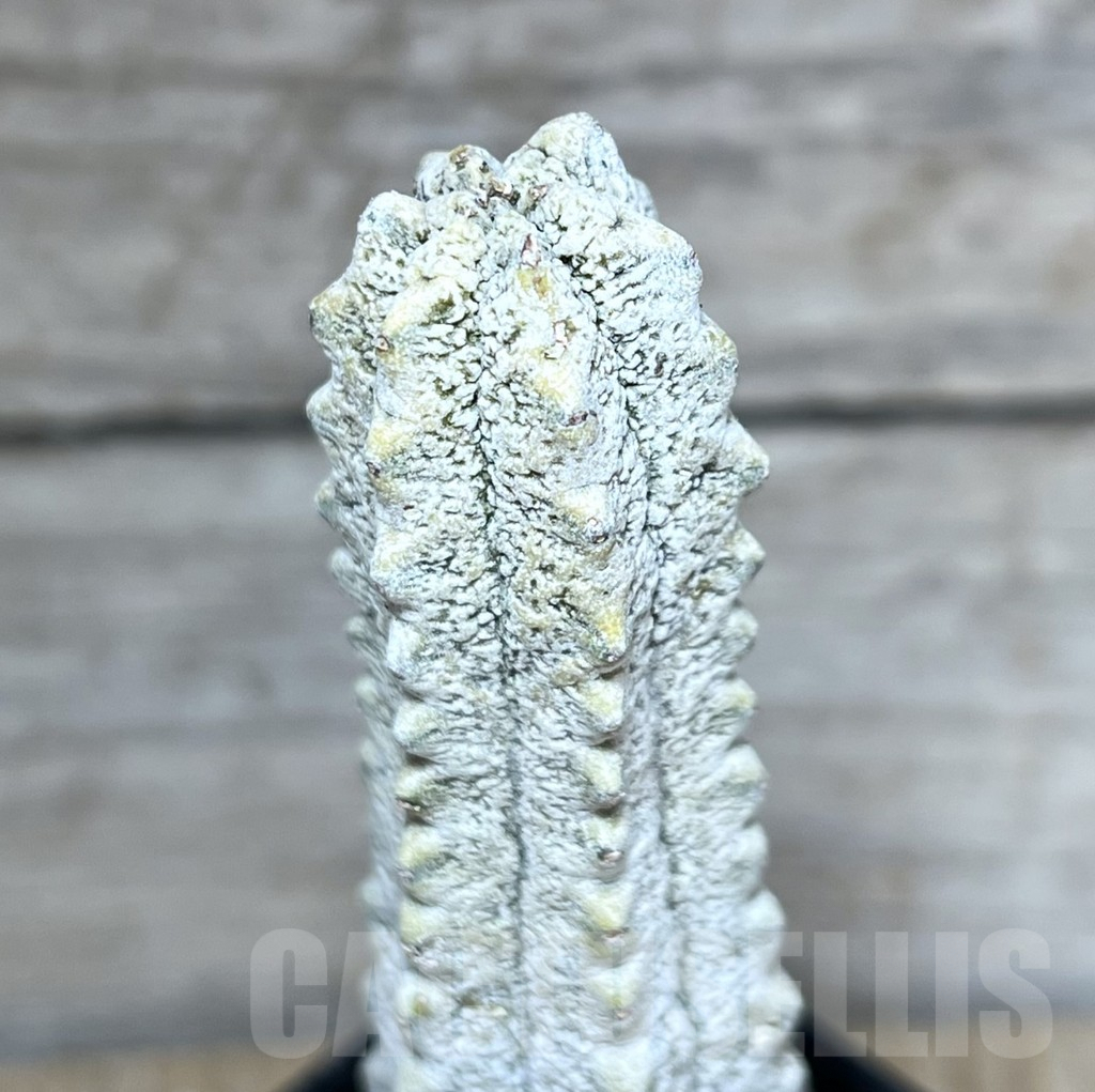 SHPR27793 Euphorbia abdelkuri - Зображення 2