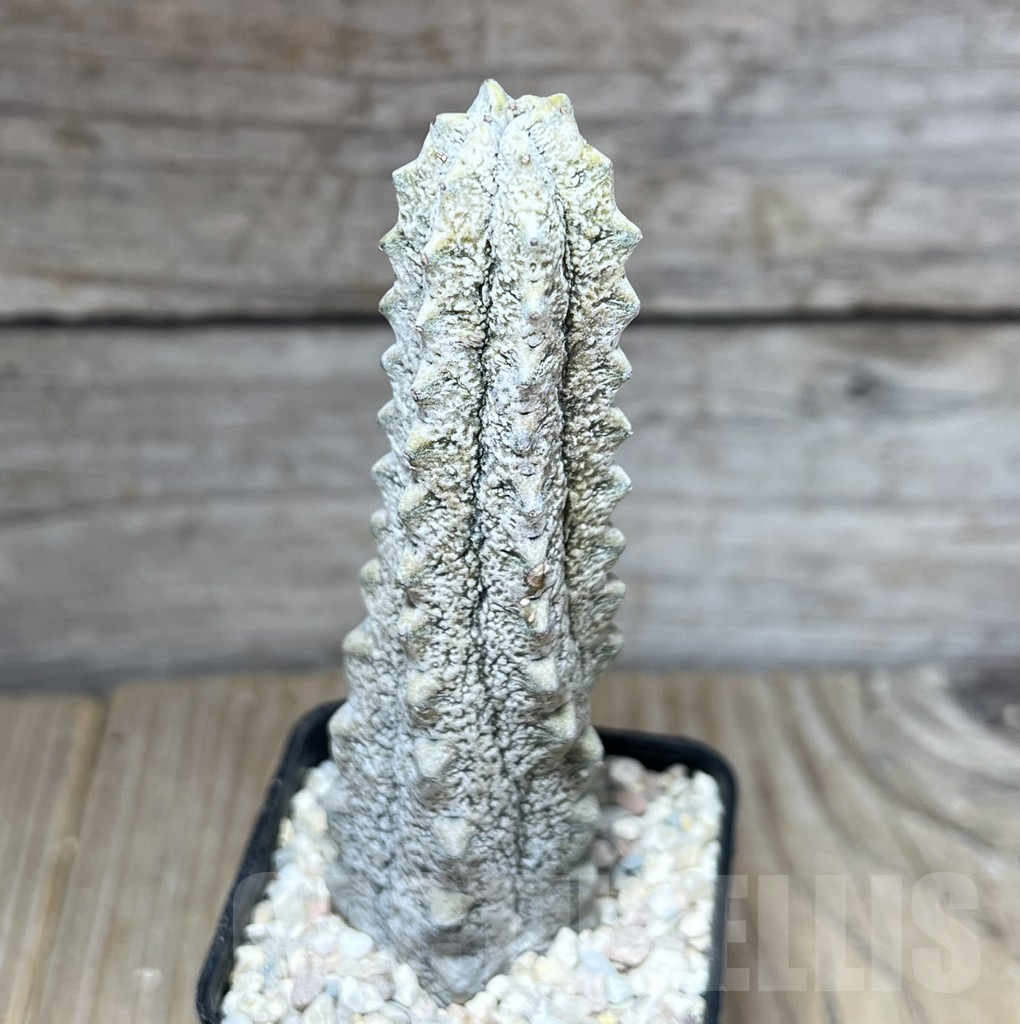 SHPR27796 Euphorbia abdelkuri